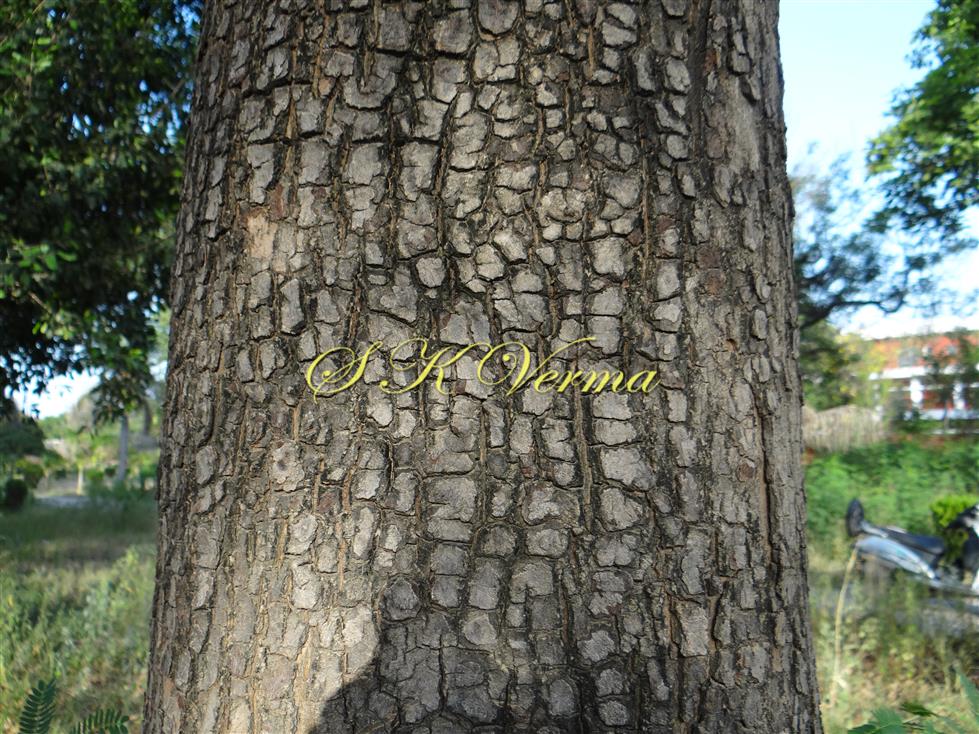  Bark